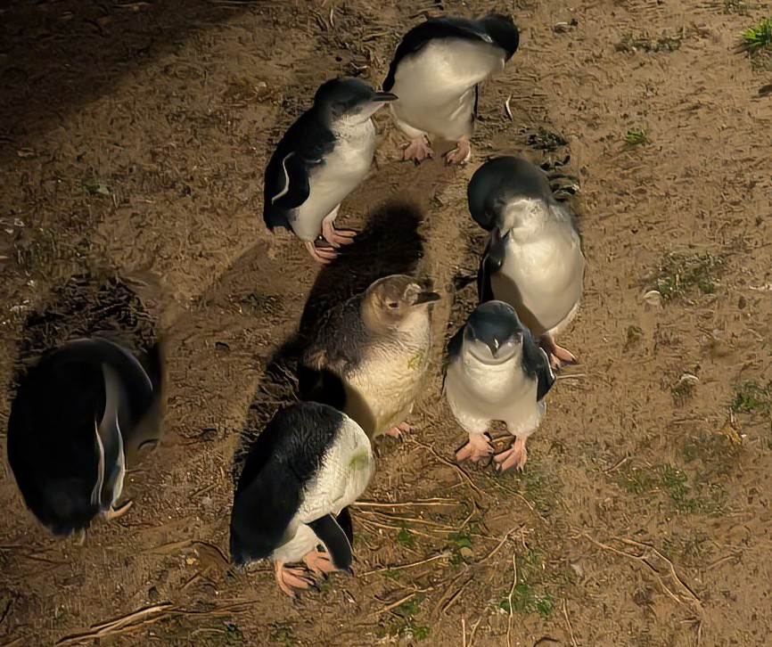 コビトペンギン - ML646105551