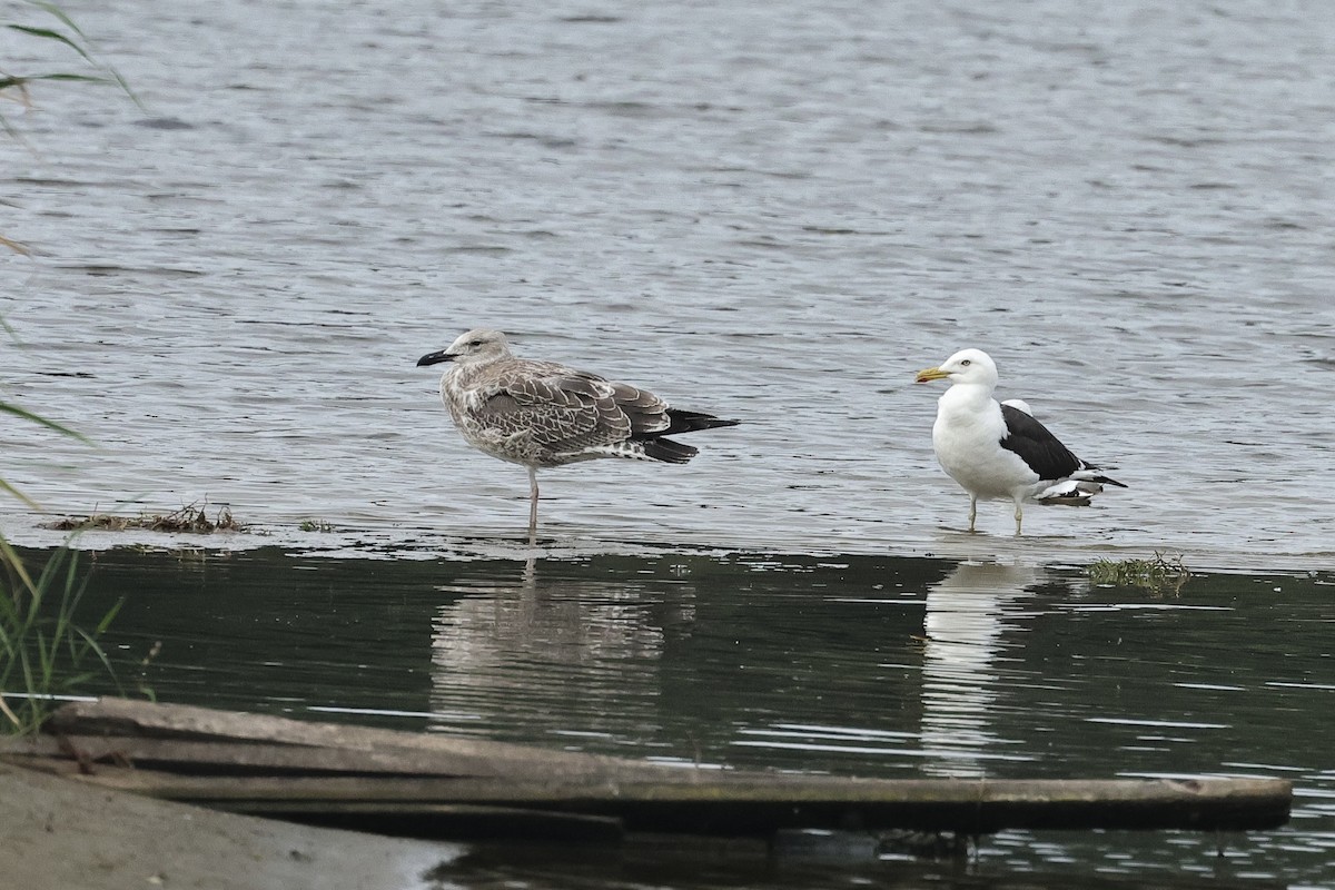 ニシセグロカモメ - ML646105552