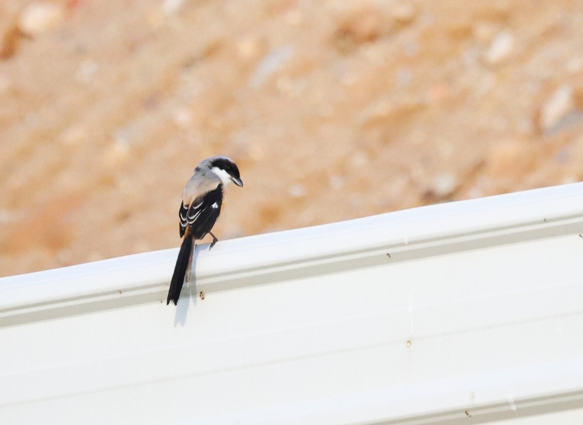 タカサゴモズ - ML646105553