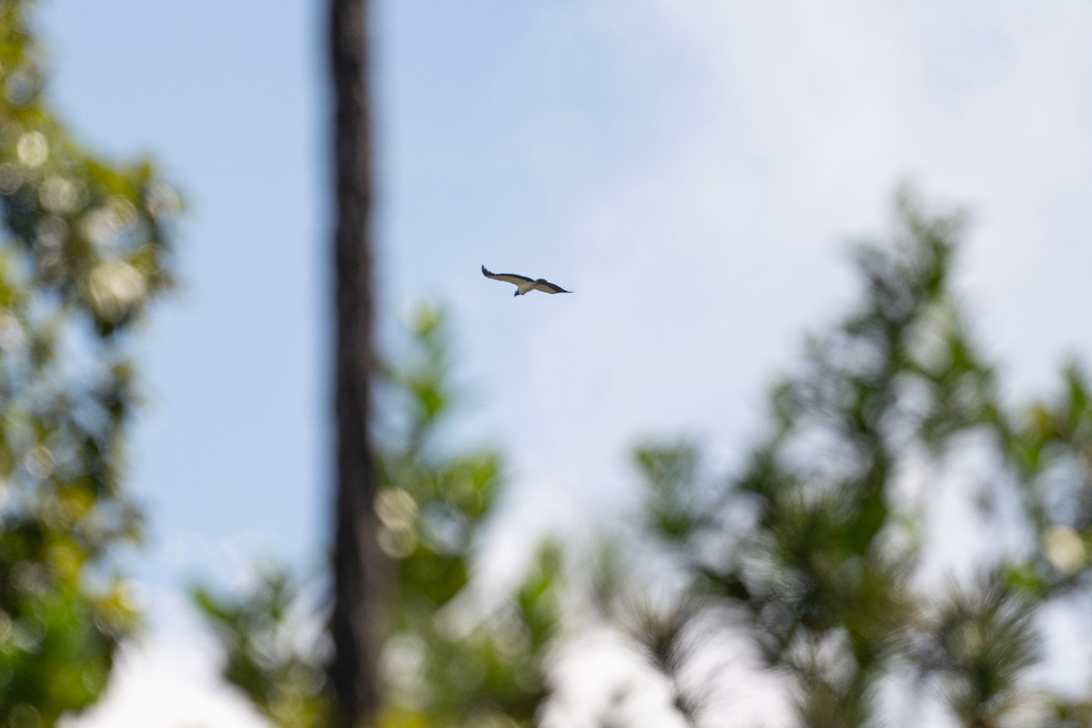 トキイロコンドル - ML646105554