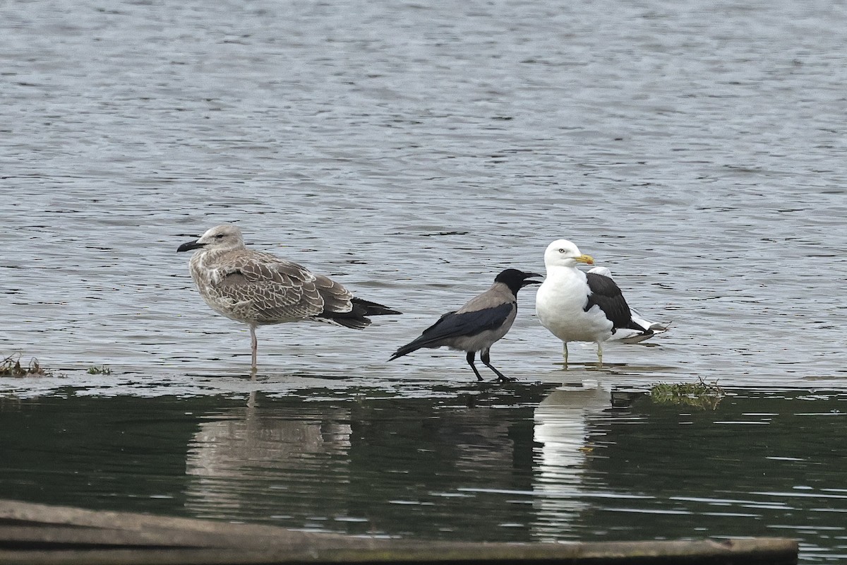 ニシセグロカモメ - ML646105555