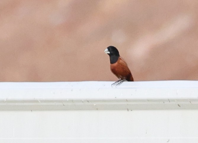 キンパラ - ML646105557