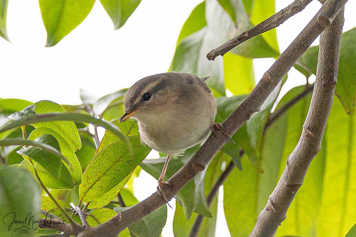 ムジセッカ - ML646105558