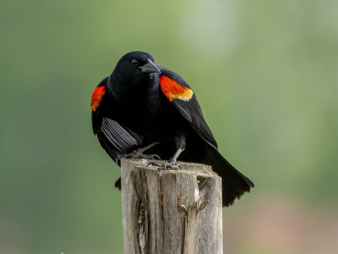 ハゴロモガラス - ML646105559