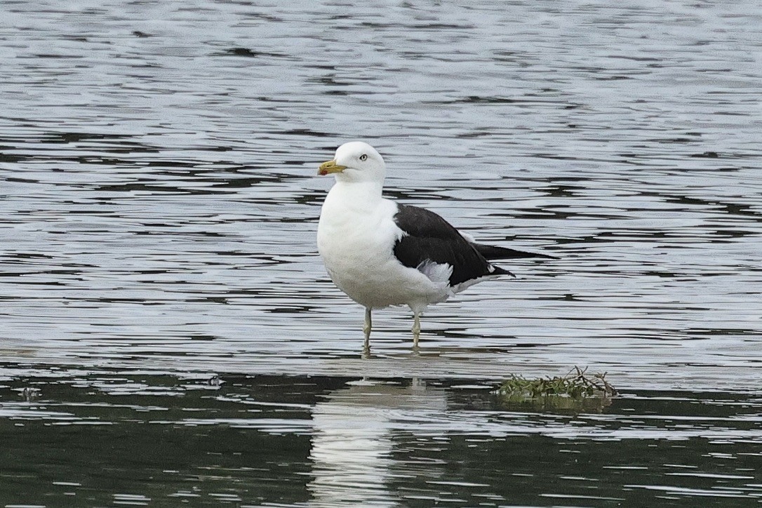 ニシセグロカモメ - ML646105560