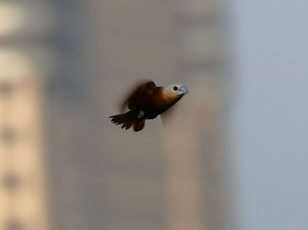 ヘキチョウ - ML646105561