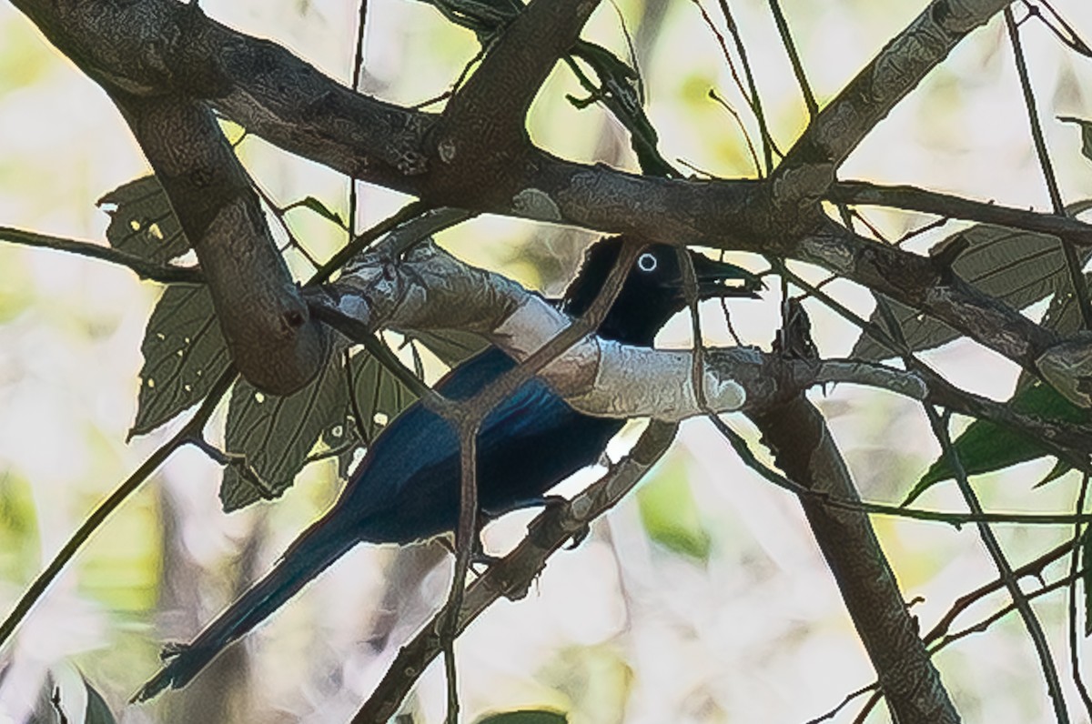 カンムリオウチュウ - ML646105566