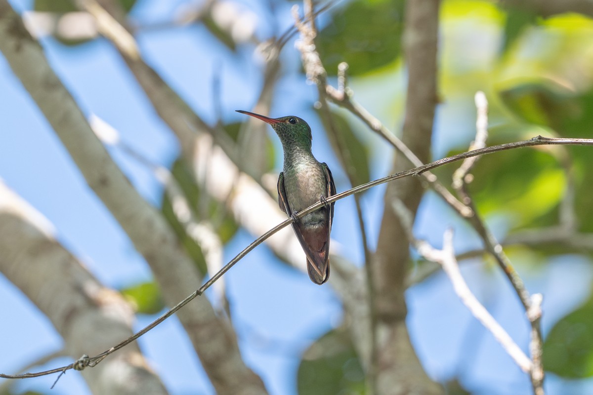 ハイバラエメラルドハチドリ - ML646105567