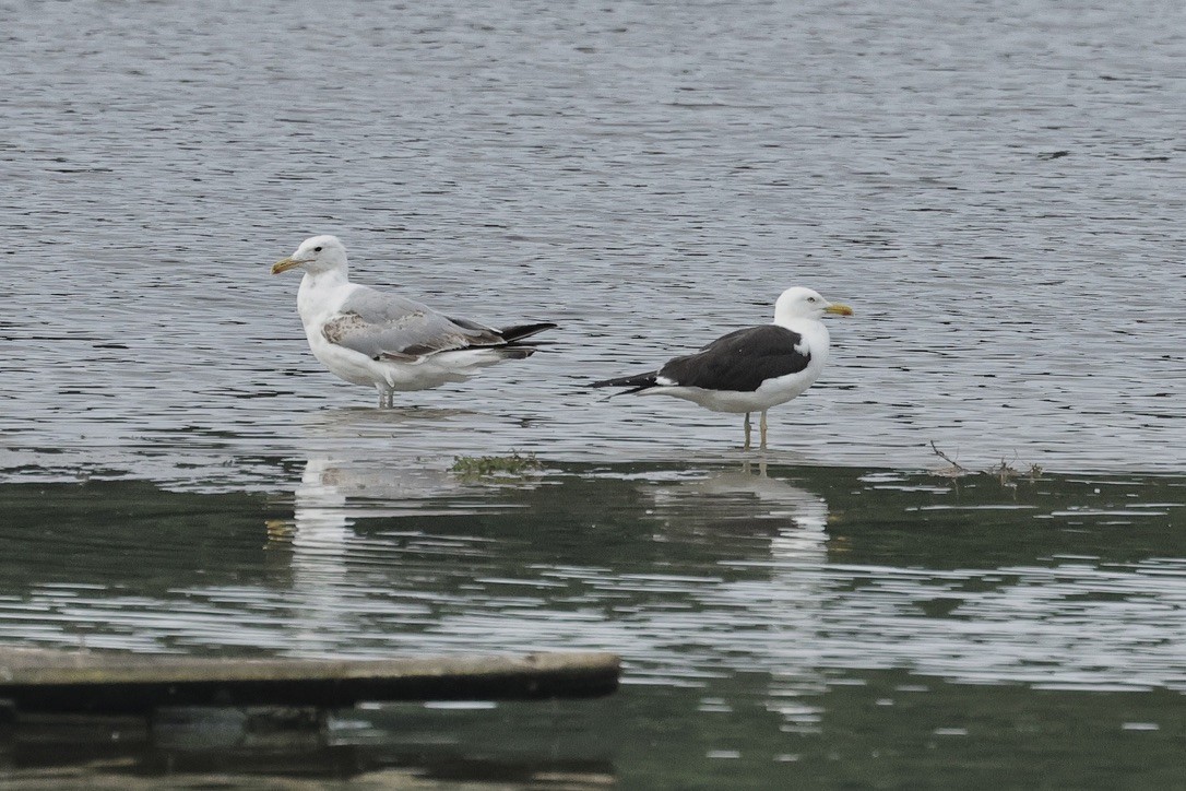 ニシセグロカモメ - ML646105568