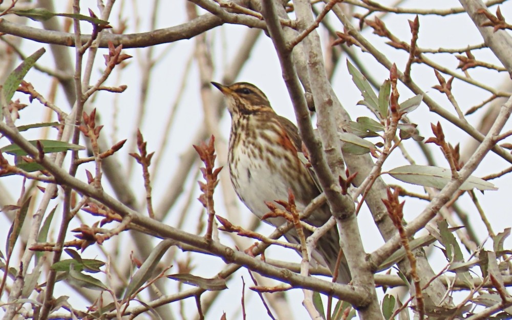 ワキアカツグミ - ML646105569