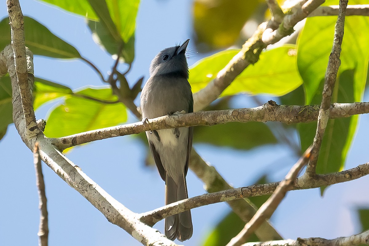 セレベスフジイロヒタキ - ML646105571