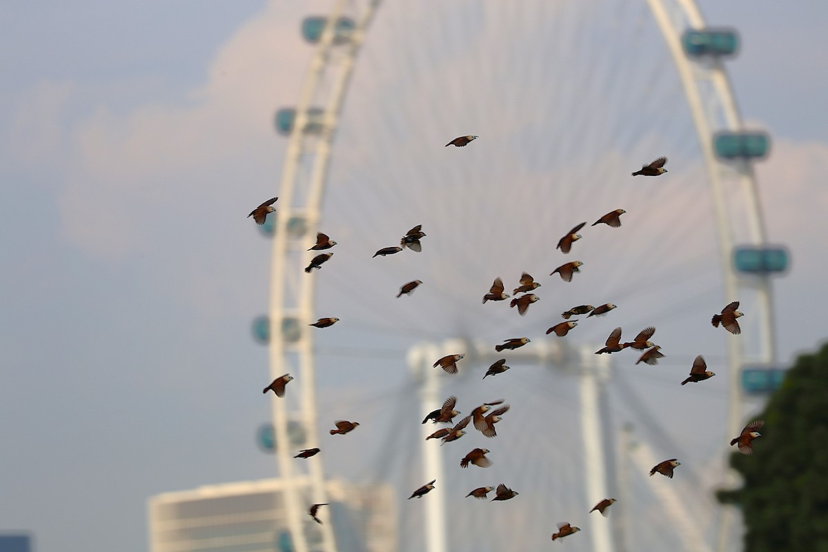 ヘキチョウ - ML646105572