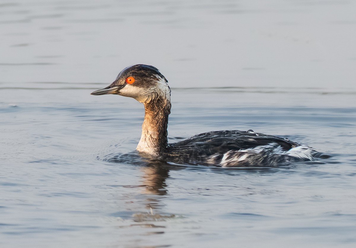 ハジロカイツブリ - ML646105573