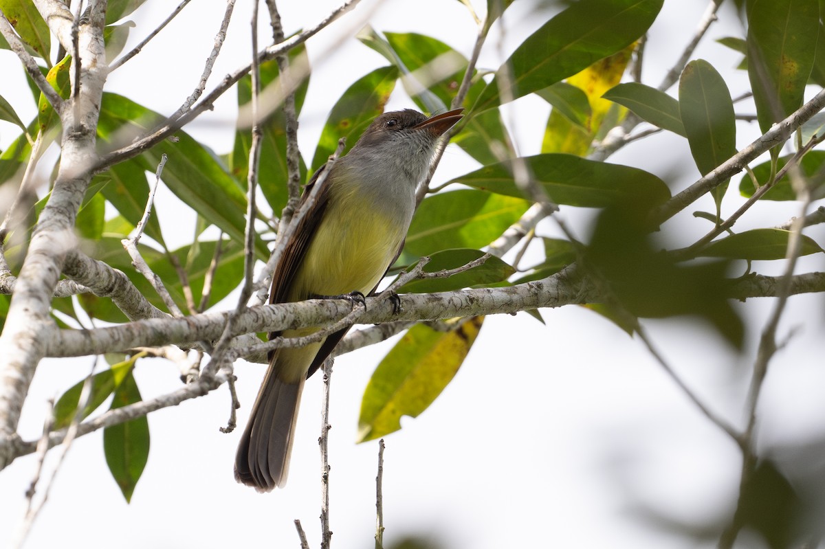 オリーブヒタキモドキ - ML646105574