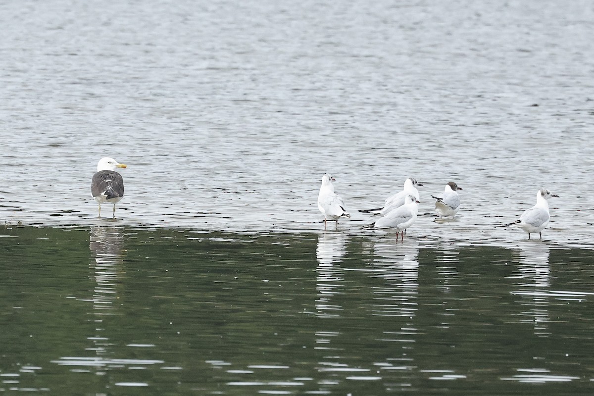 ニシセグロカモメ - ML646105575