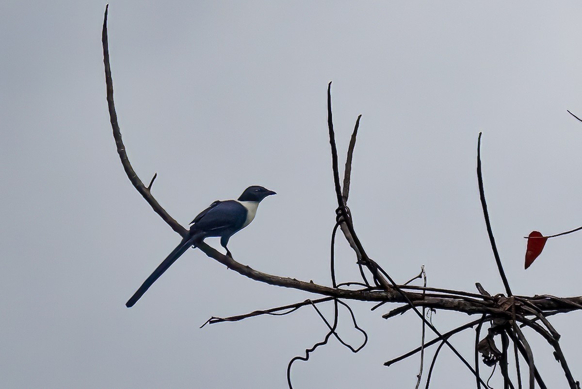 カササギムクドリ - ML646105576