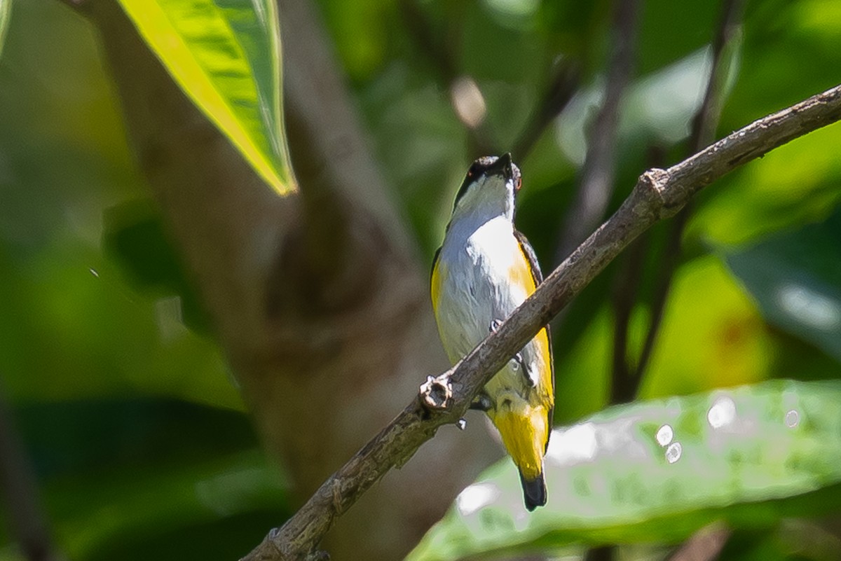 Yellow-sided Flowerpecker - ML646105587