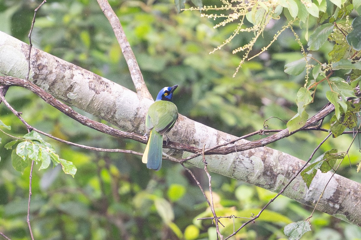 sojka zelenavá - ML646105592