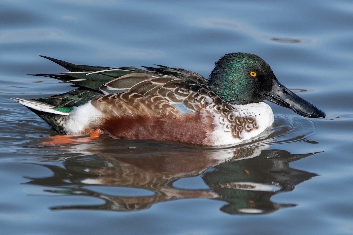 Northern Shoveler - ML646105596