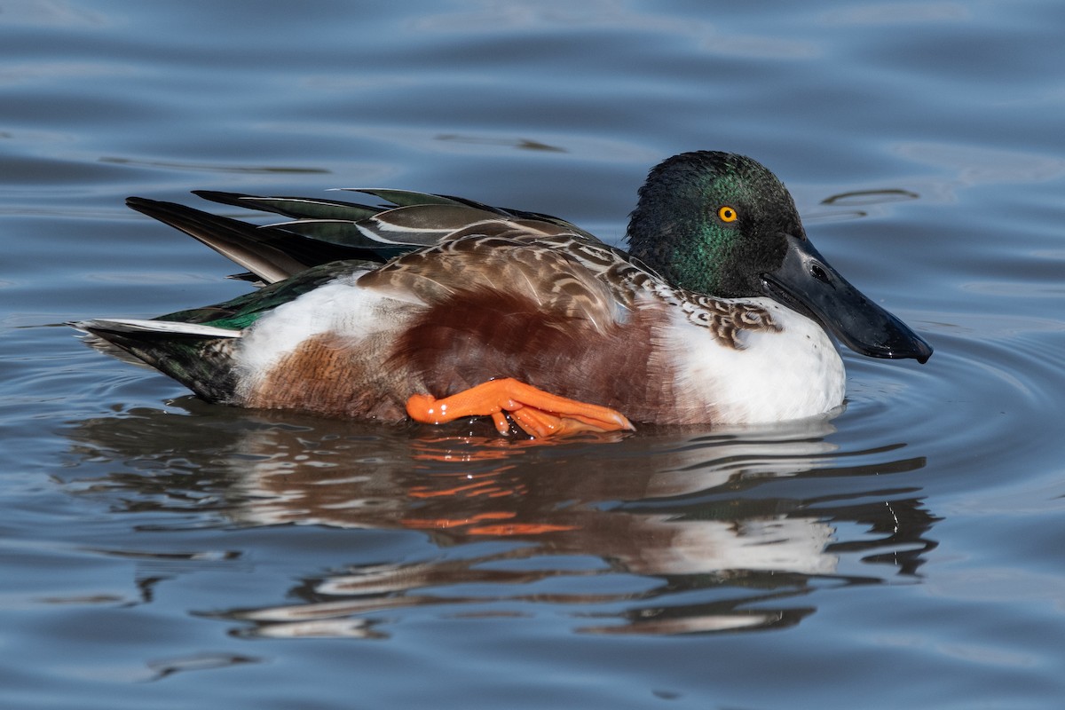 Northern Shoveler - ML646105597