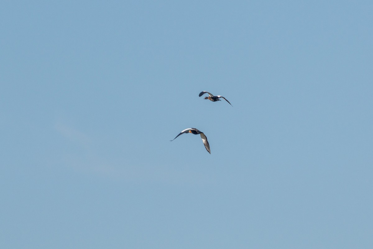 Casarca australiana - ML646105600