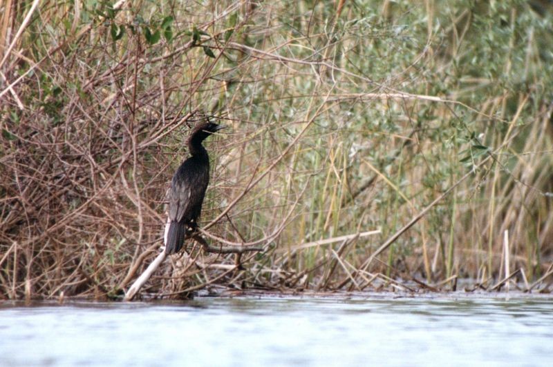 Pygmy Cormorant - ML646105605