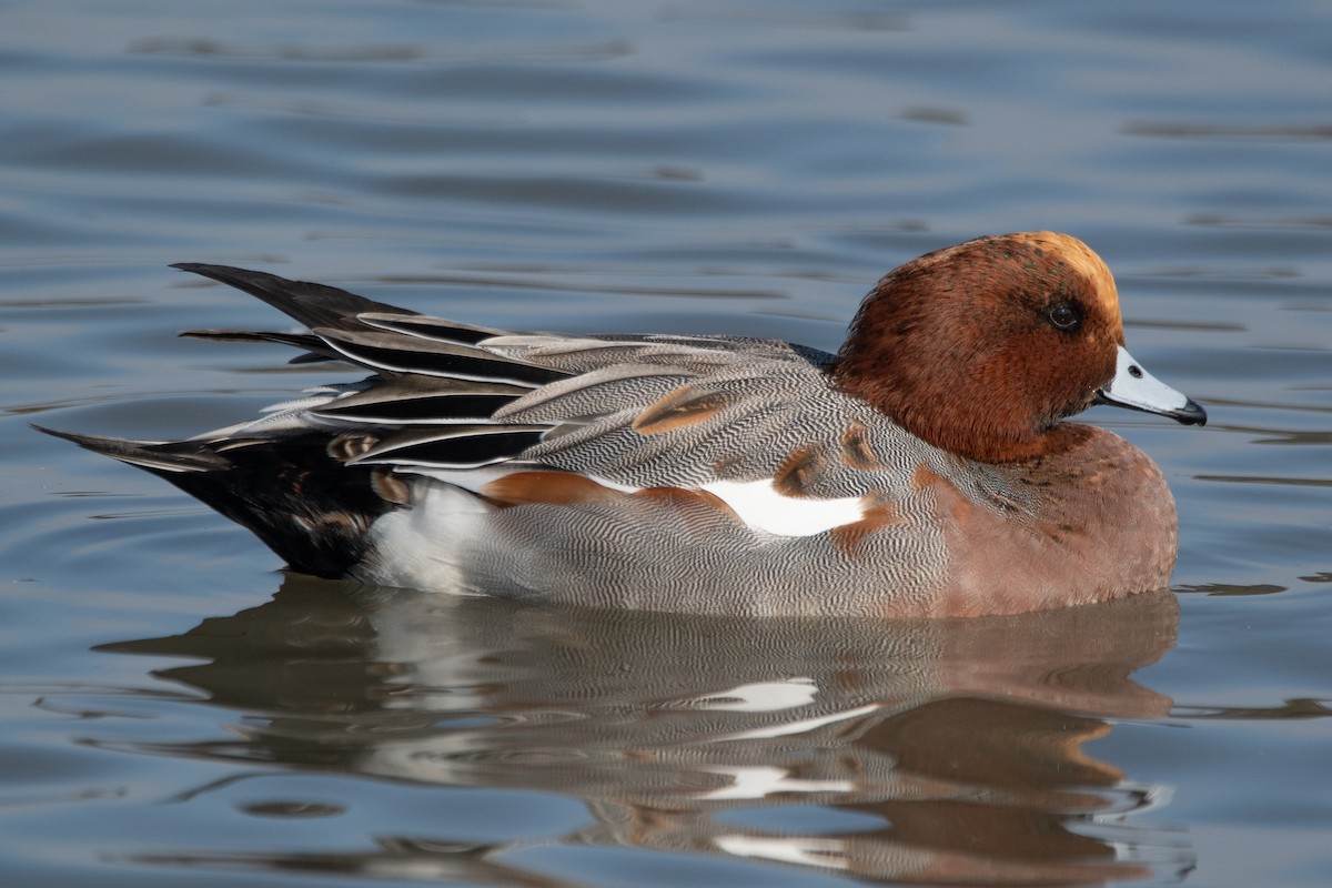 Eurasian Wigeon - ML646105606