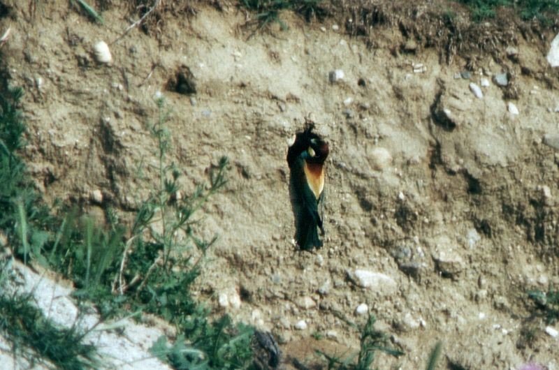 European Bee-eater - ML646105607
