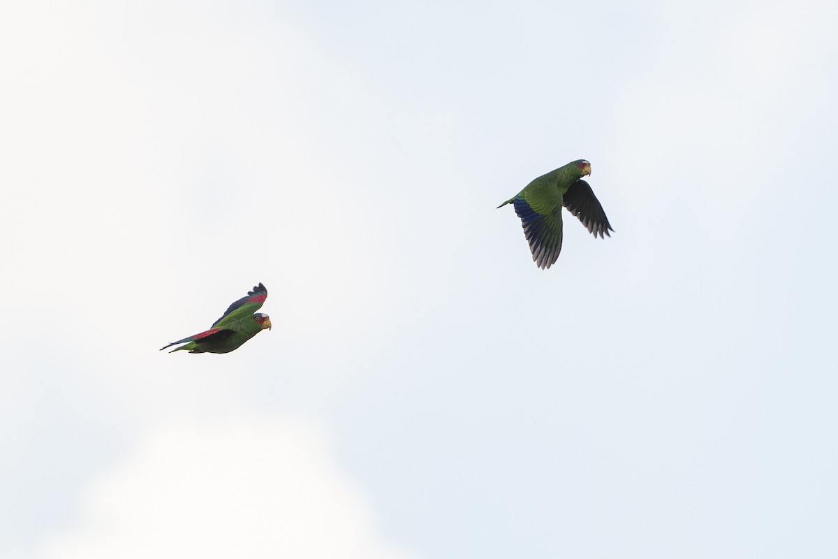 White-fronted Amazon - ML646105610