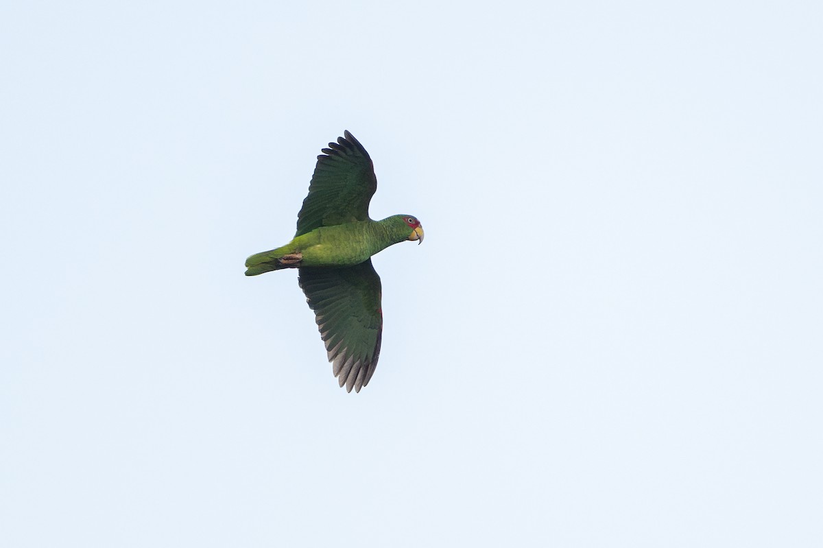 White-fronted Amazon - ML646105611