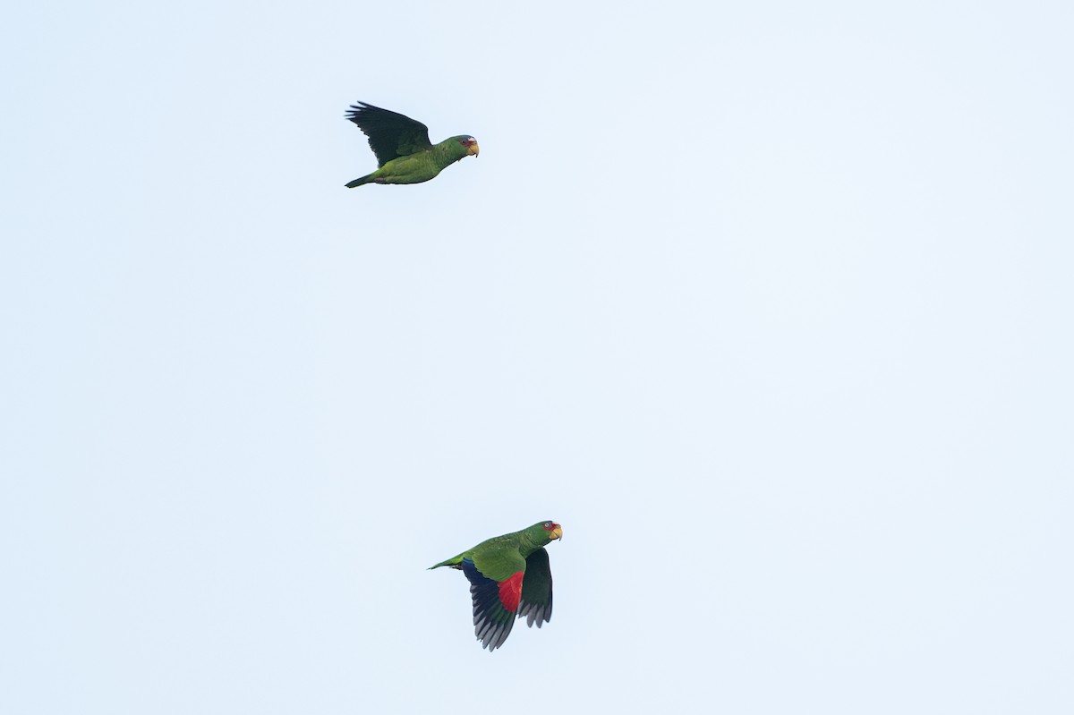 White-fronted Amazon - ML646105612