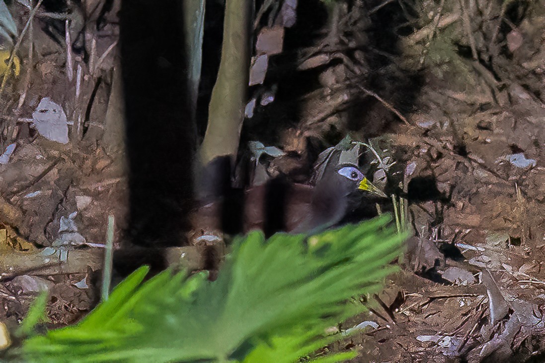 Blue-faced Rail - ML646105613