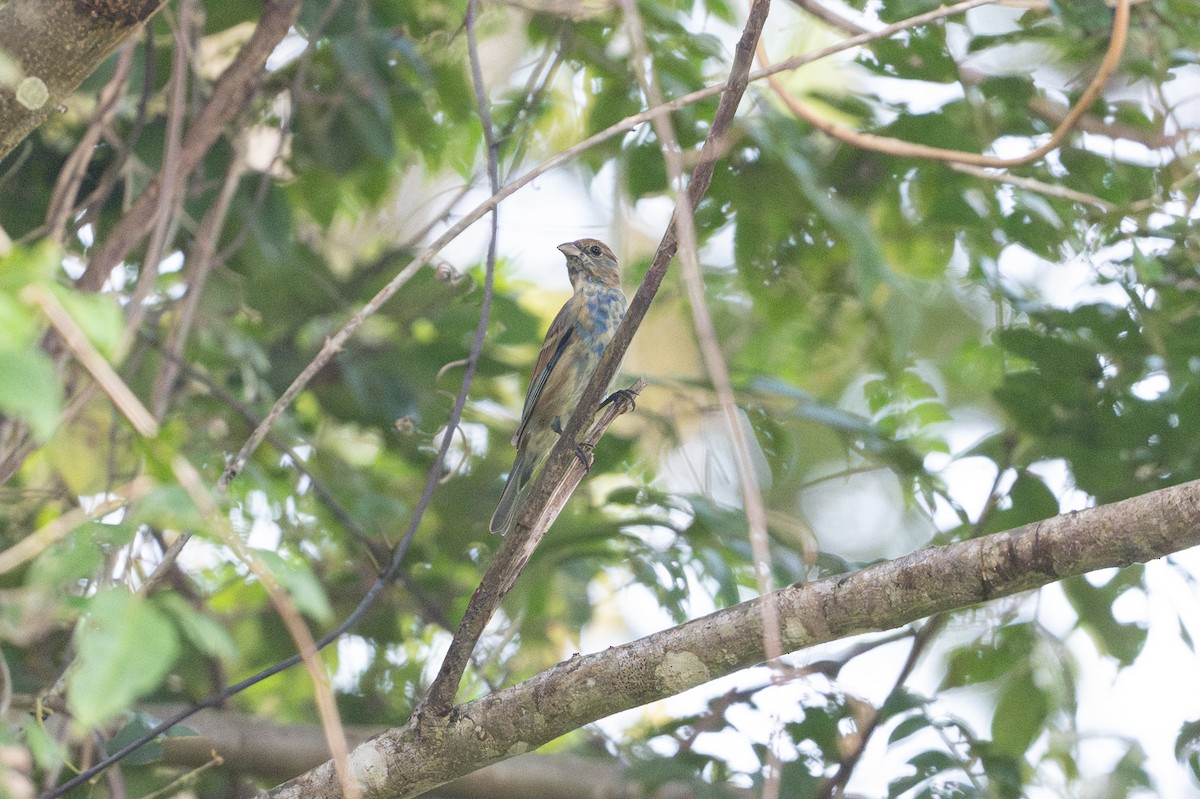 Indigo Bunting - ML646105614