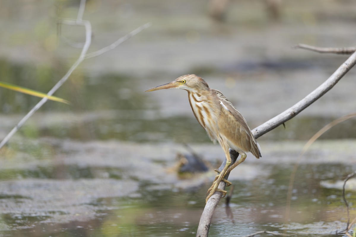 Yellow Bittern - ML646105615