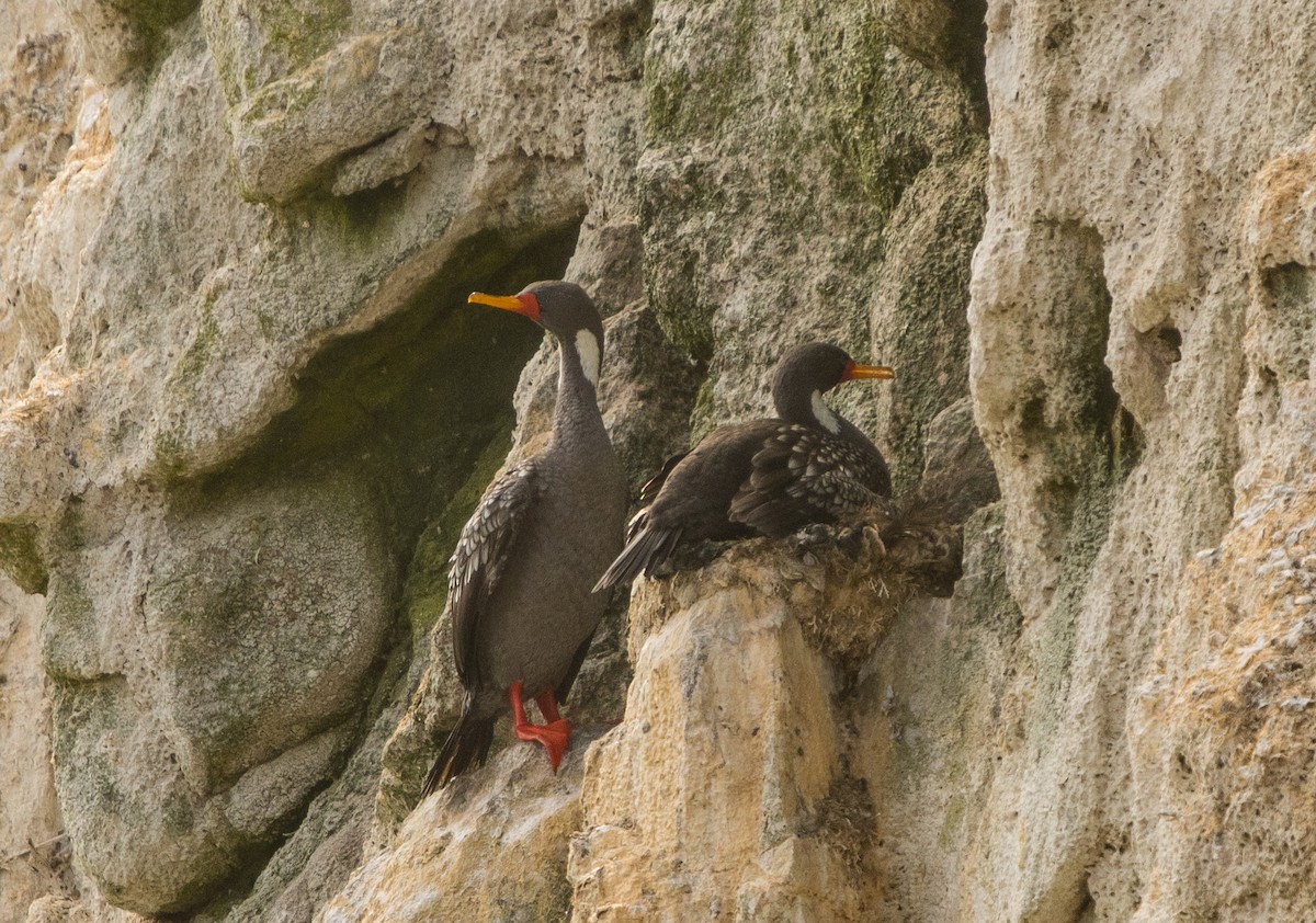 Red-legged Cormorant - ML646105616