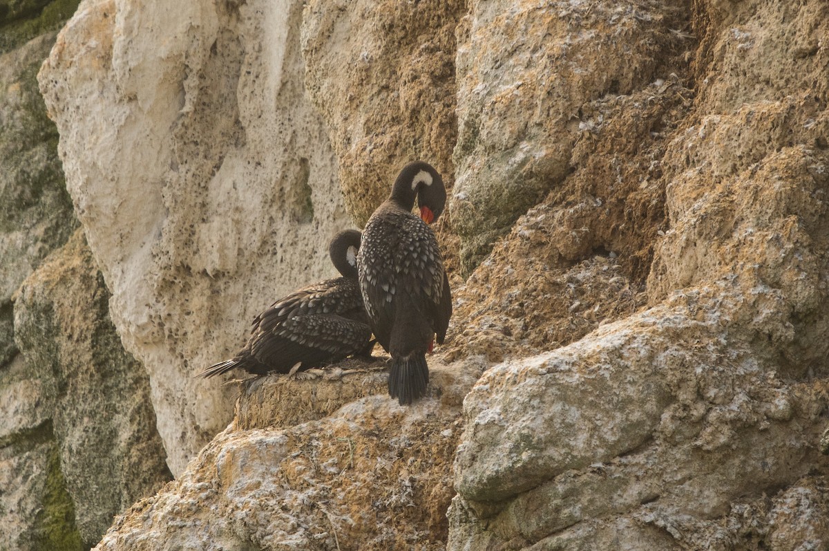 Red-legged Cormorant - ML646105617