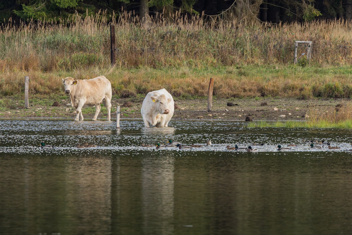 Mallard - ML646105618