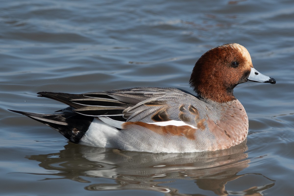 Eurasian Wigeon - ML646105619