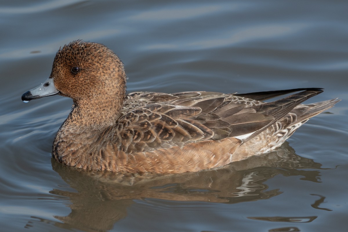Eurasian Wigeon - ML646105620