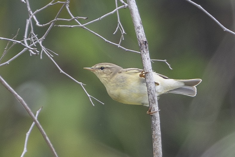 Willow Warbler - ML646105621