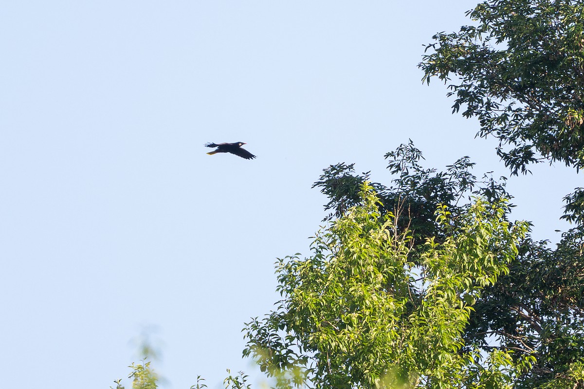 Montezuma Oropendola - ML646105622