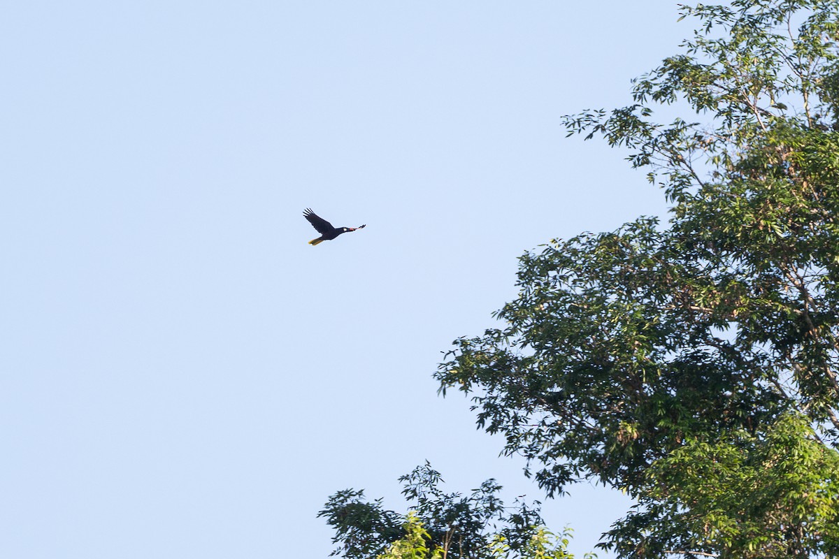 Montezuma Oropendola - ML646105623