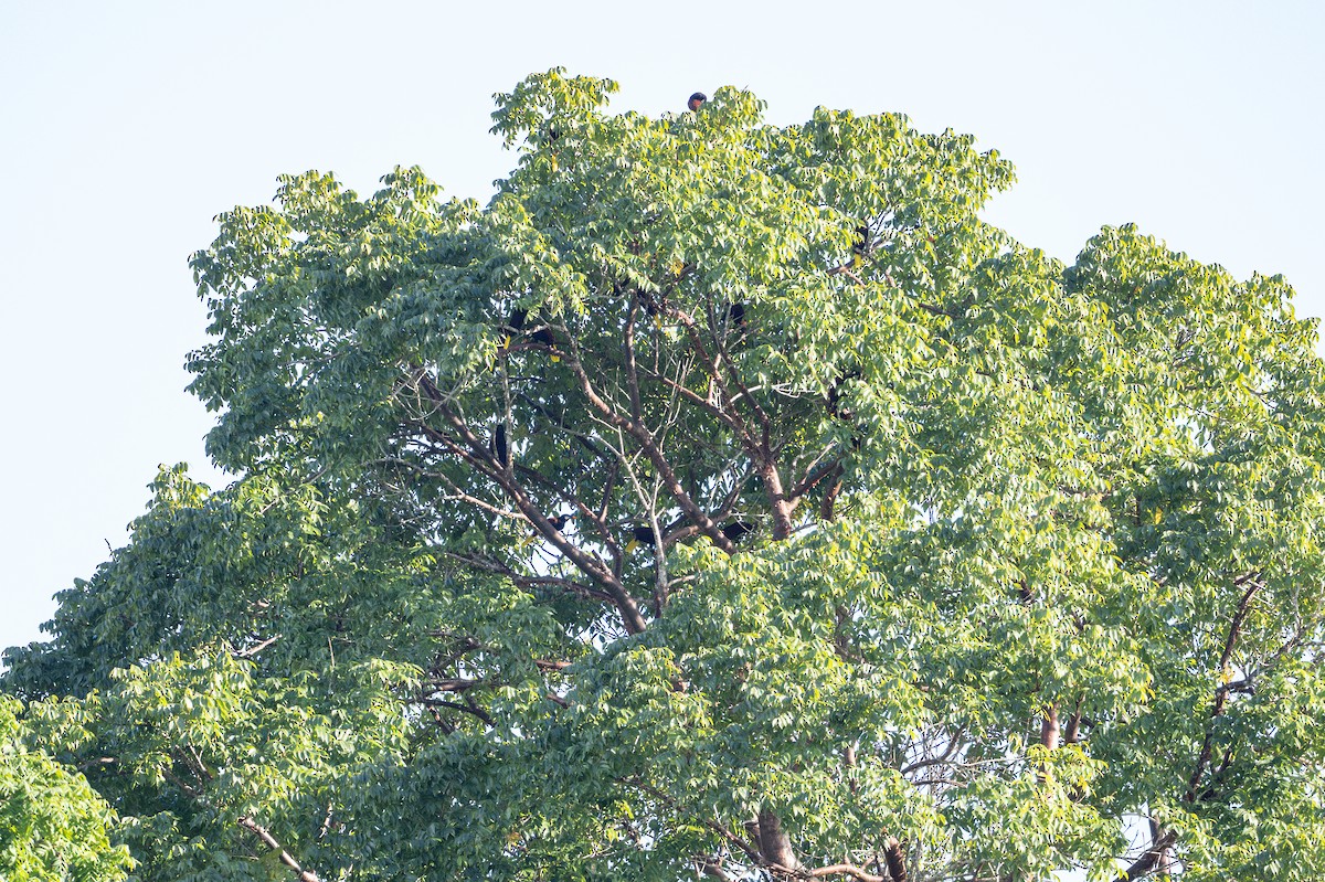 Montezuma Oropendola - ML646105624