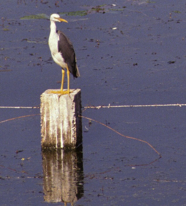 Pied Heron - ML646105626
