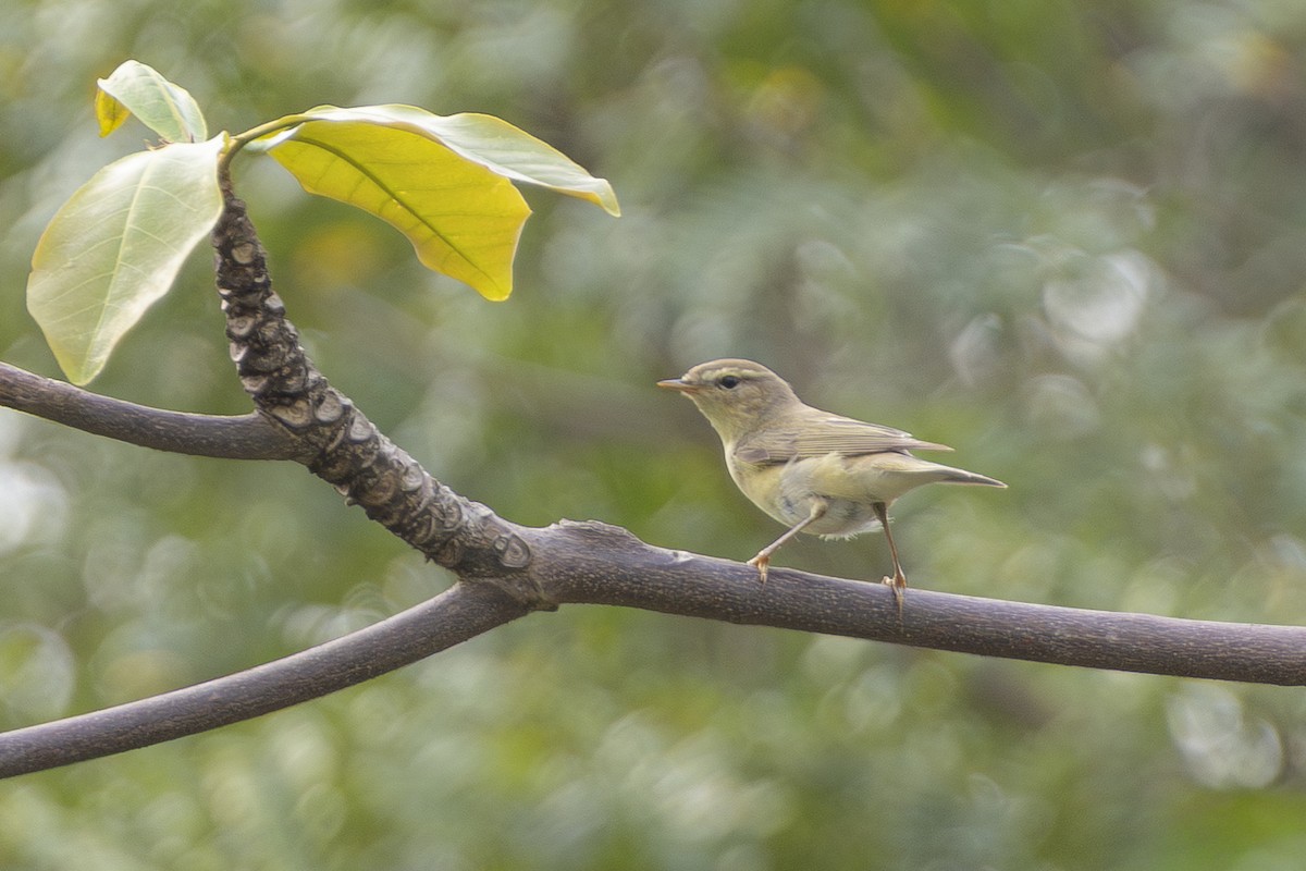 Willow Warbler - ML646105627