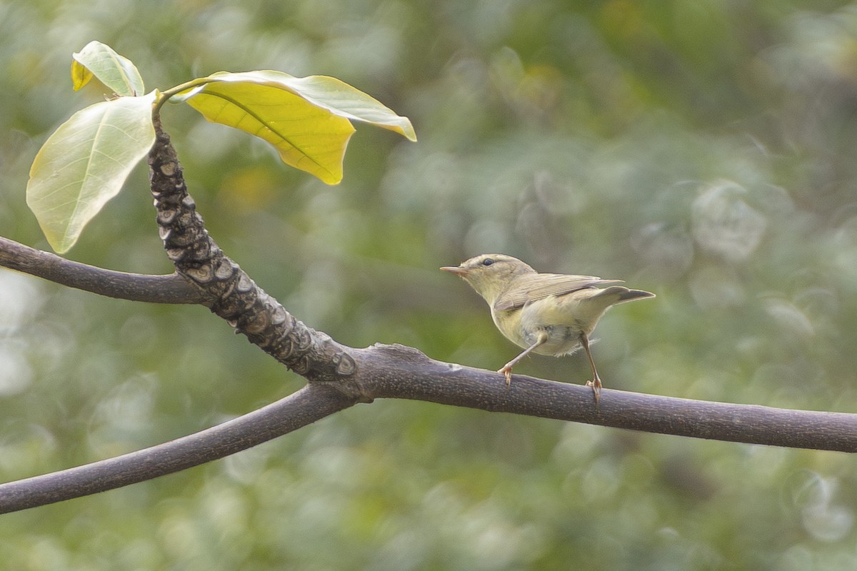 Willow Warbler - ML646105628