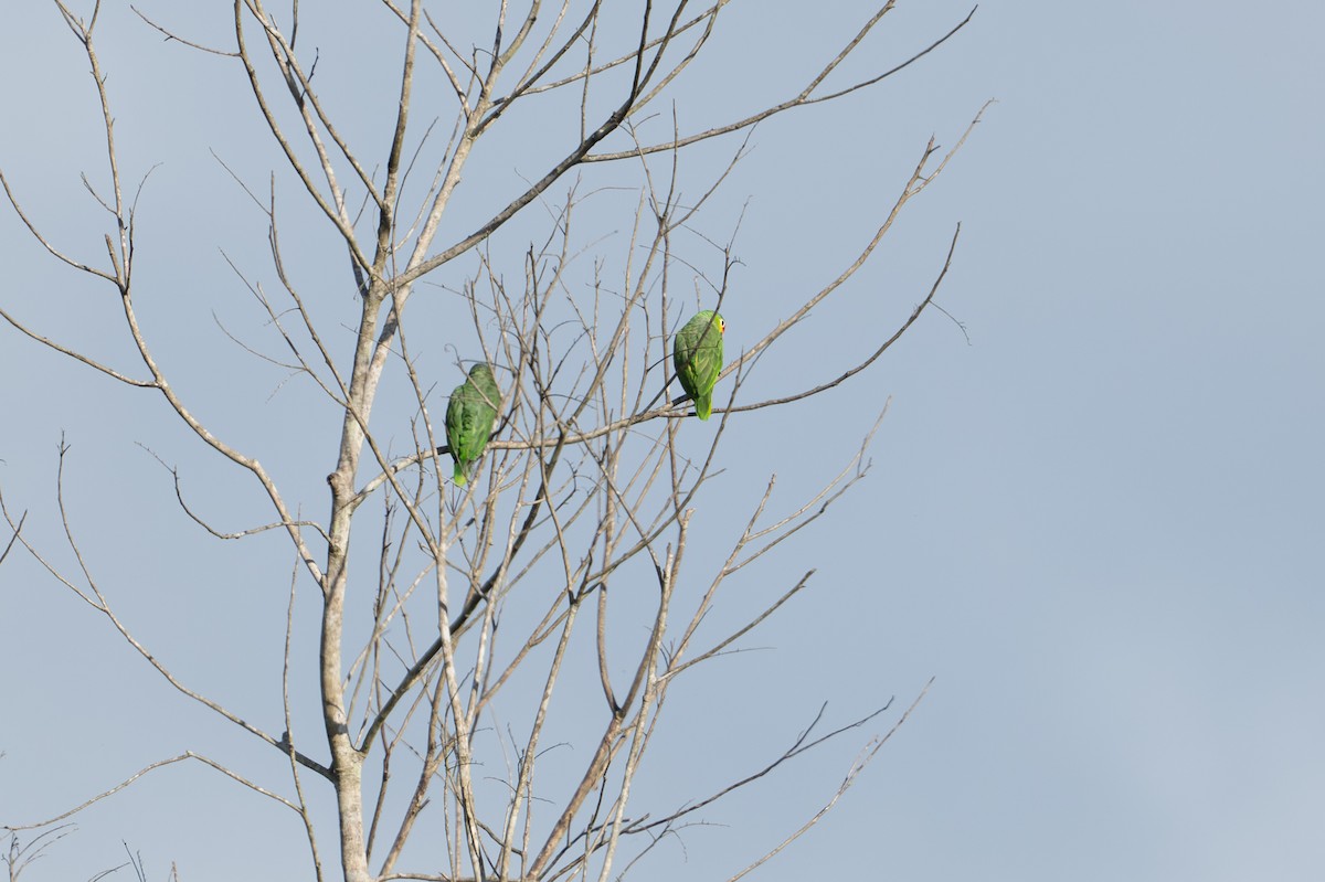 White-fronted Amazon - ML646105629