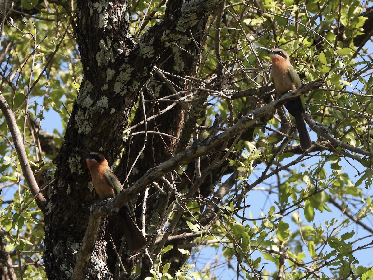 White-fronted Bee-eater - ML646105633