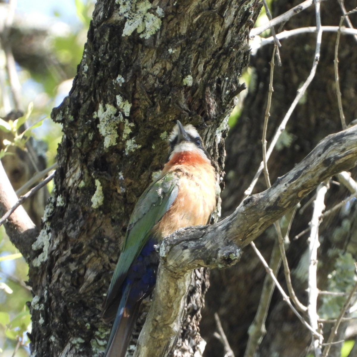 White-fronted Bee-eater - ML646105634