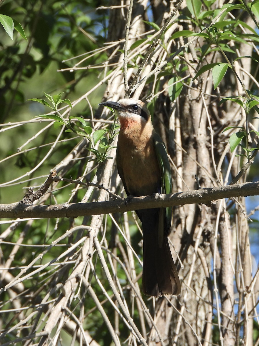 White-fronted Bee-eater - ML646105635